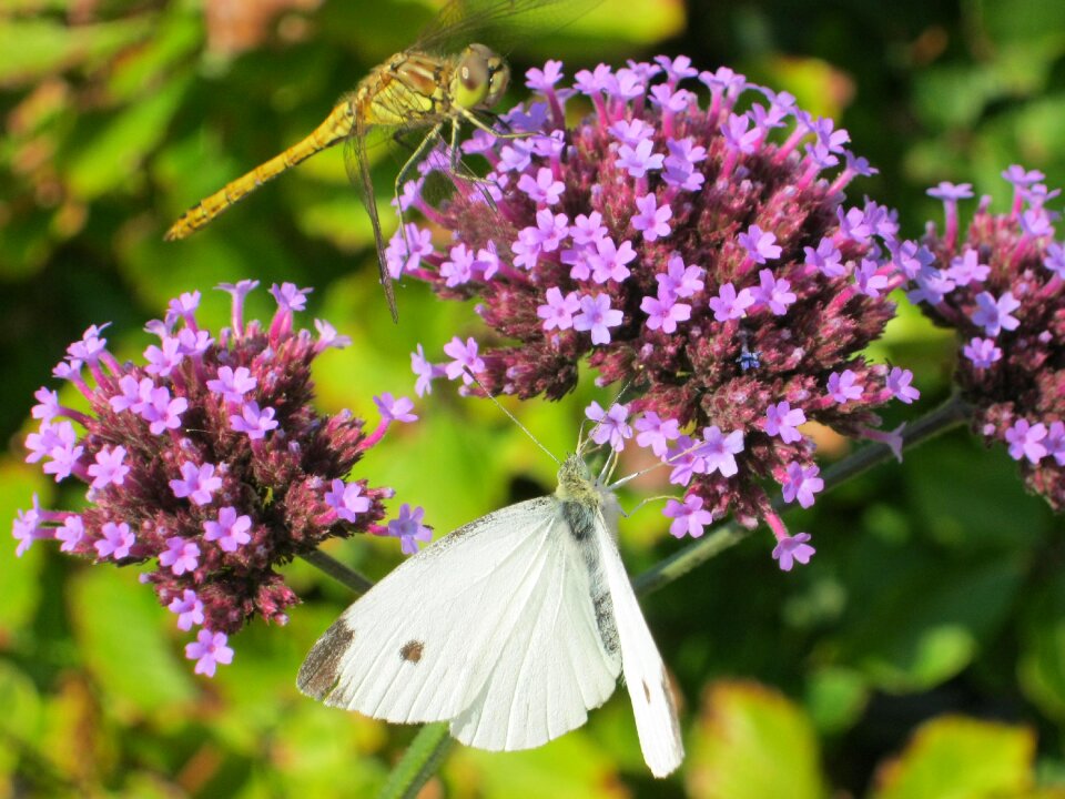 Garden insects summer