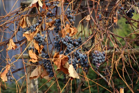 Dry leaves wine berry