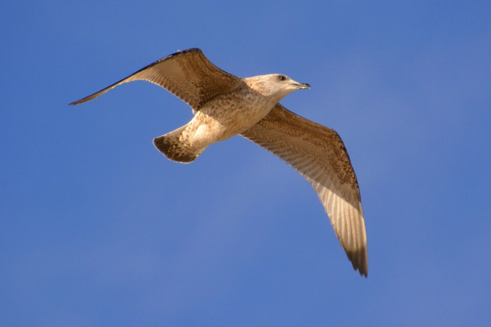 Baltic sea seagull stolp opening