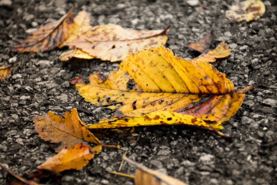 Tree nature fall