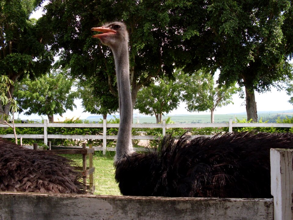 Ostrich trees ostrich zoo