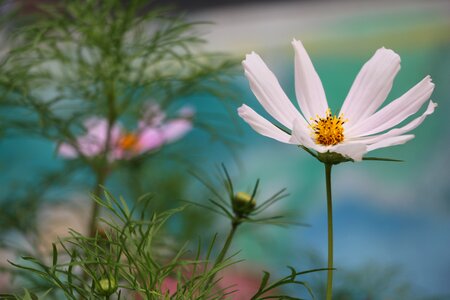 Artistic conception universe plant white petals