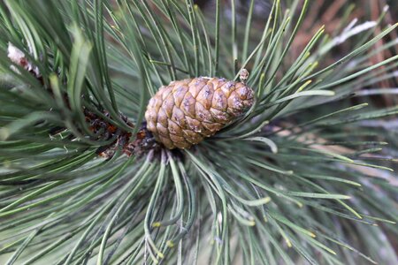 Needles conifer forest