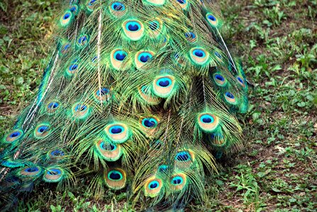 Fauna green courtship