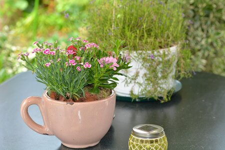 Garden field flowers cosy photo