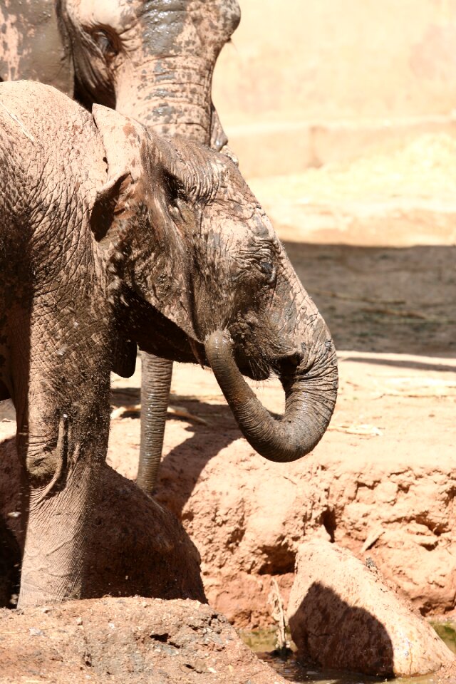 Animals herbivore creates