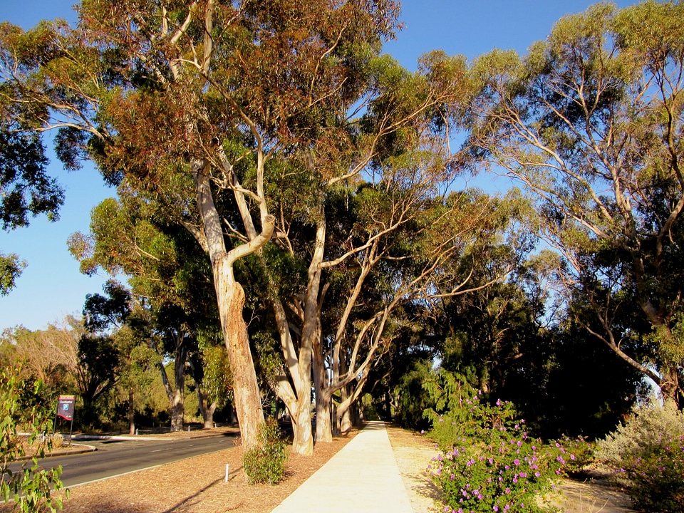 Sidewalk trees nature