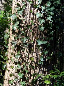 Tree bark