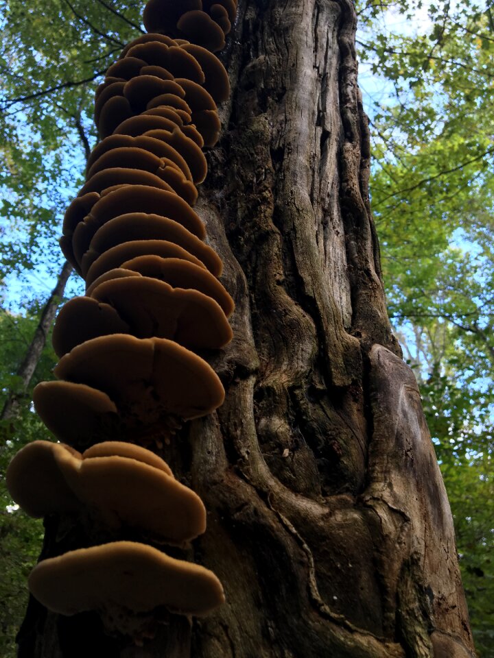 Brown fungus nature photo