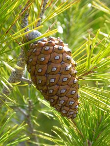 Pineapple pine pinnace