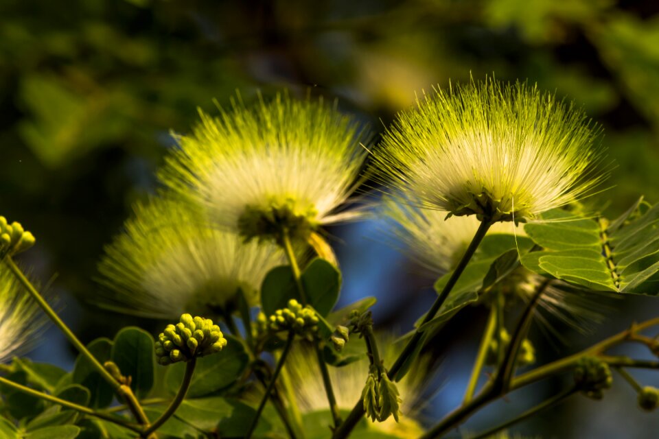 Yellow flower fluffy