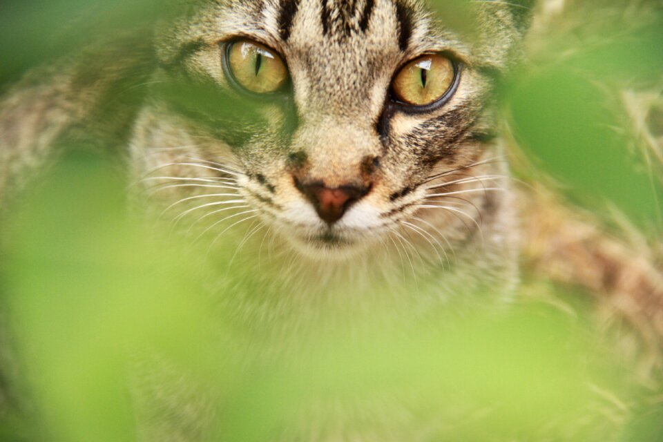 Animal feline cute