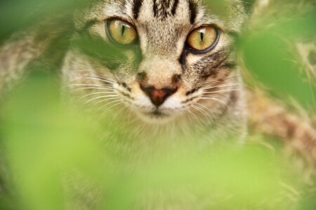 Animal feline cute