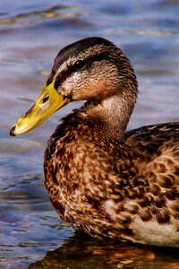 Nature animals bird