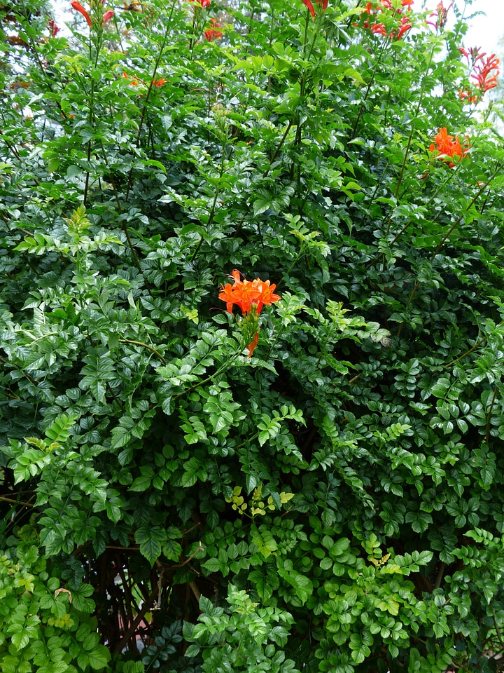 Bloom red evergreen bush