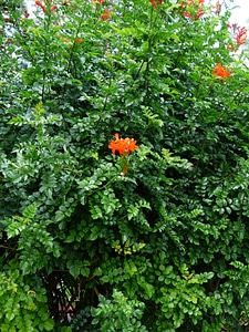 Bloom red evergreen bush