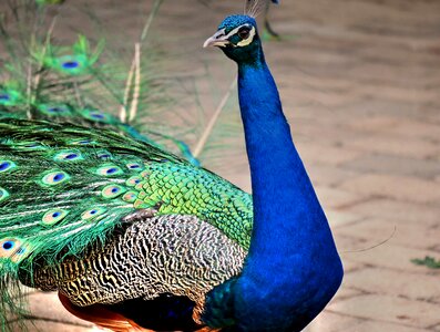 Bird nature