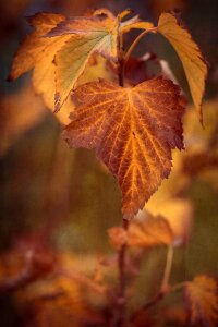 Fall leaves currant leaves currant