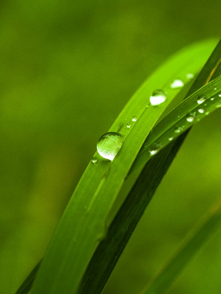 Wet water the leaves of the