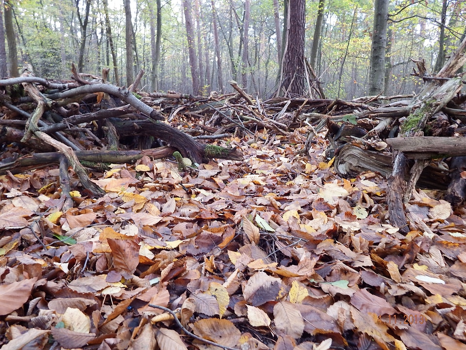 November mood autumn