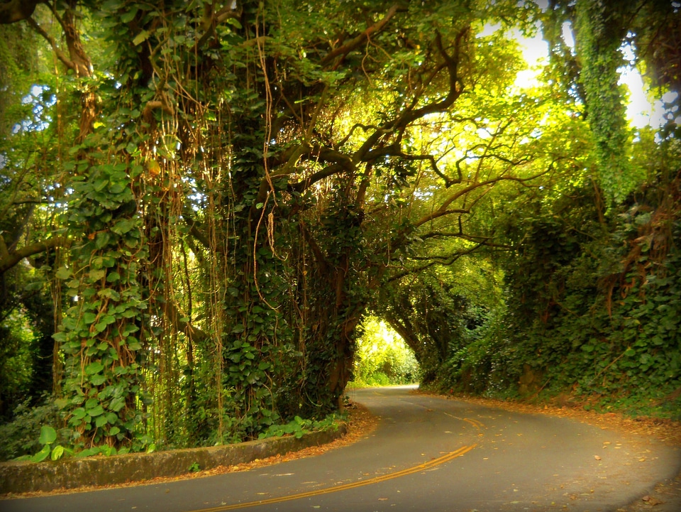 Nuuanu rainforest hawaii