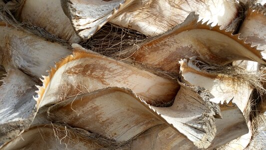 Structure tree trunk leaves