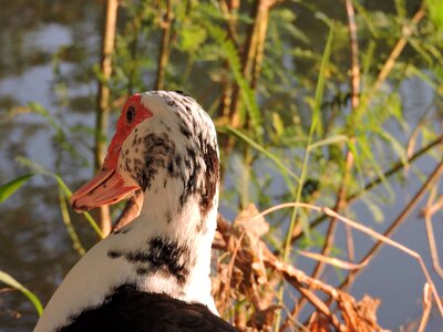 Head pond red beack photo