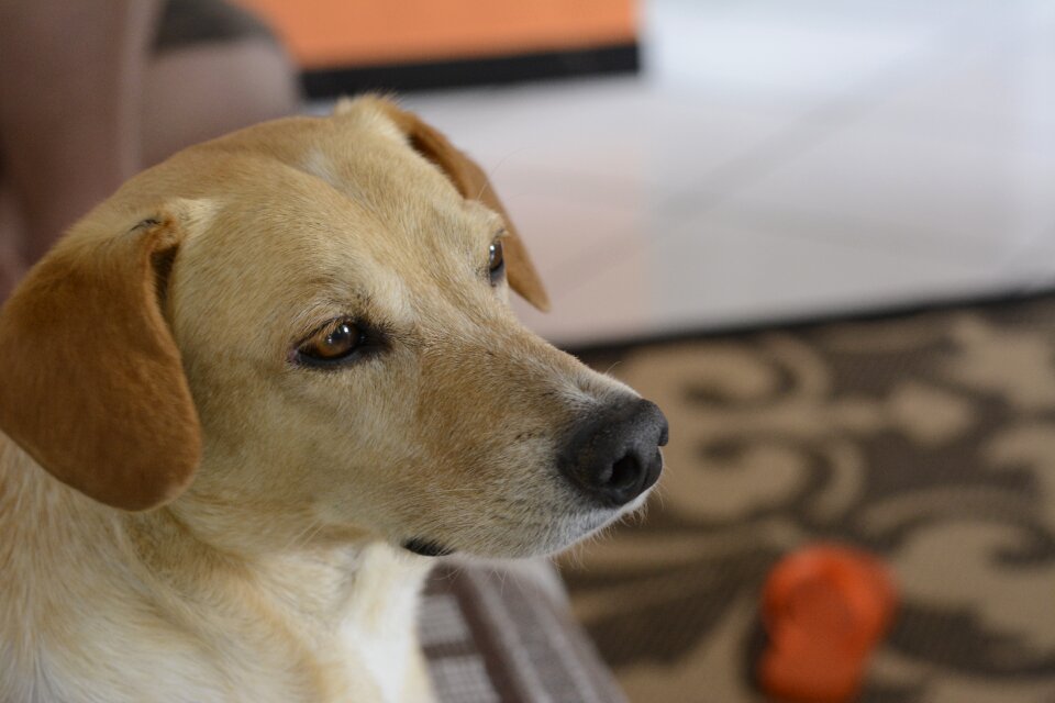 Dog pose animal
