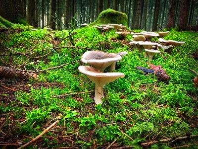 Late autumn mushrooms forest mushrooms