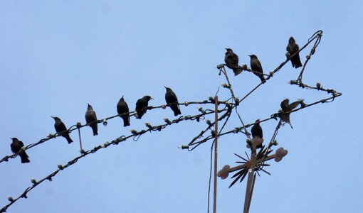 Belen star humor birds