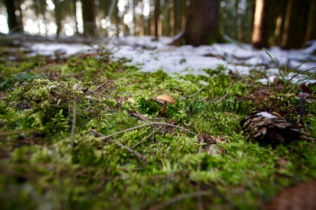 Forest forest floor autumn poison mushroom