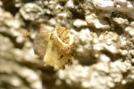 Bees hive close