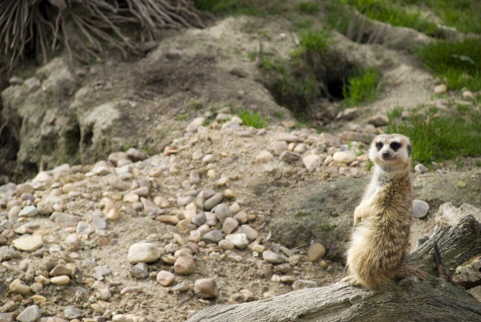 Animal meerkat sitting