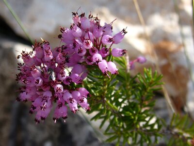 Bruguera erica multiflora plant wildlife photo