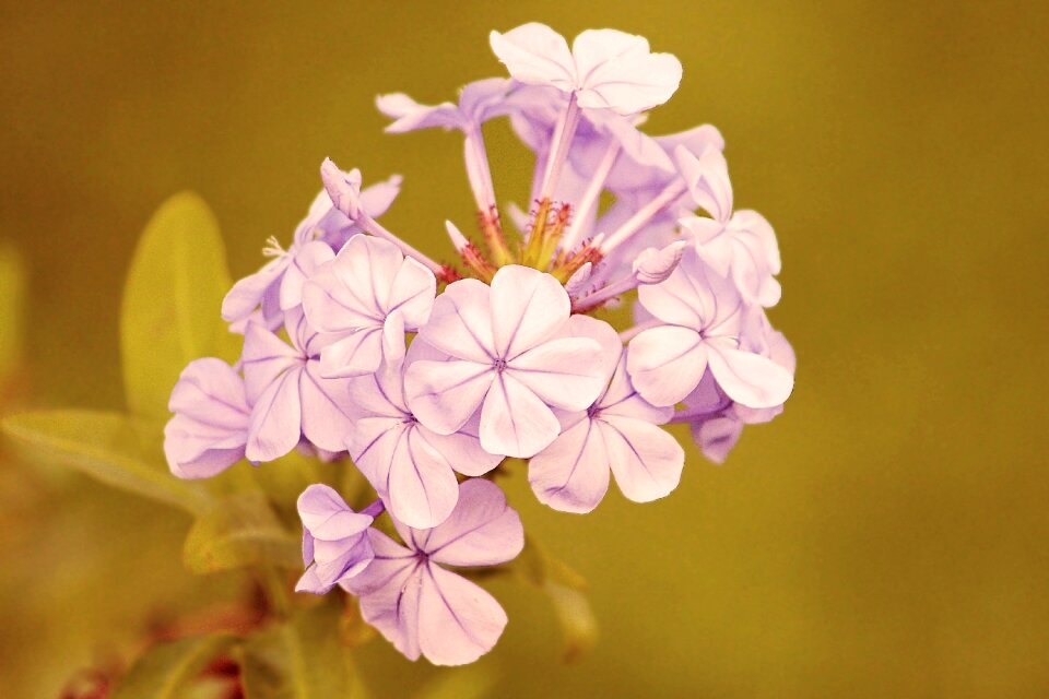 Flowers phlox retro