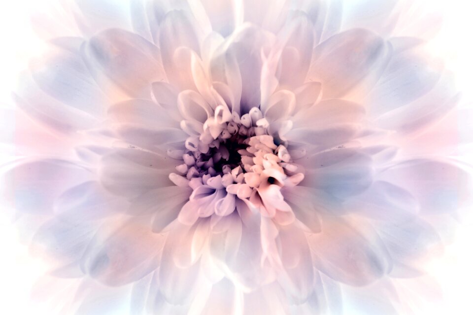 Art flower romantic