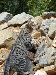 Stalking climb feline