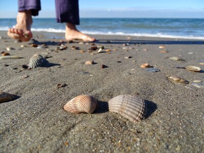 Mussel shells north sea holland photo