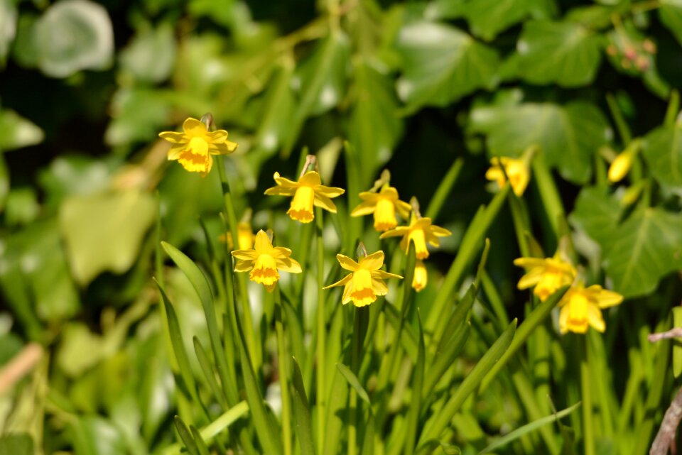 Narcis spring yellow