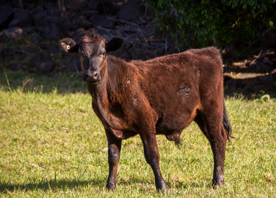 Stock brown young