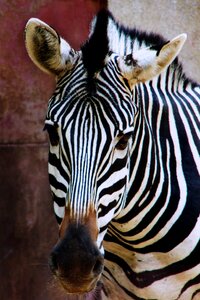 Nature striped wild animal photo