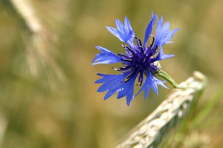 Cornflower blue cornfield