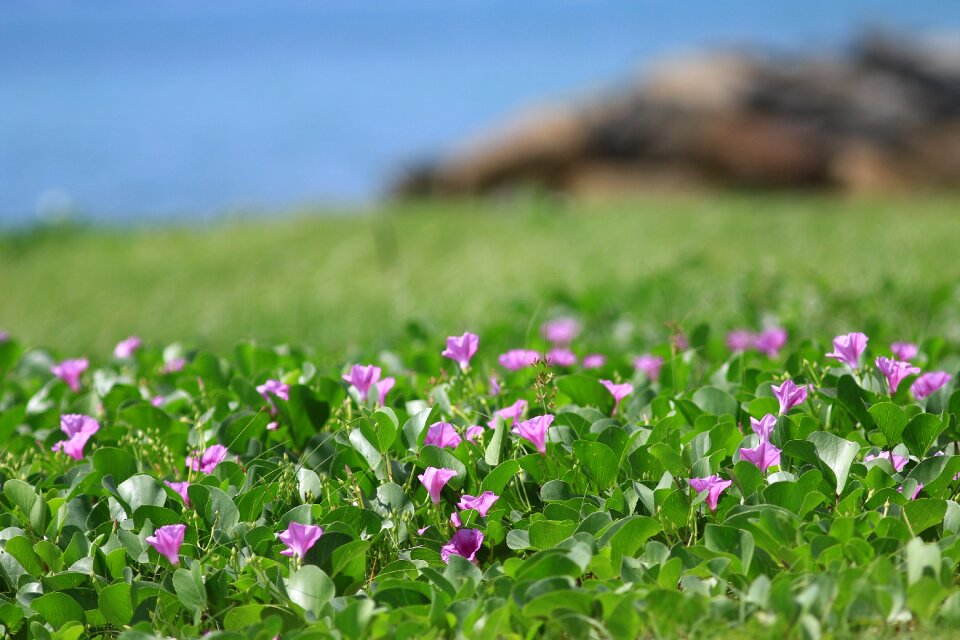 Plant spring summer