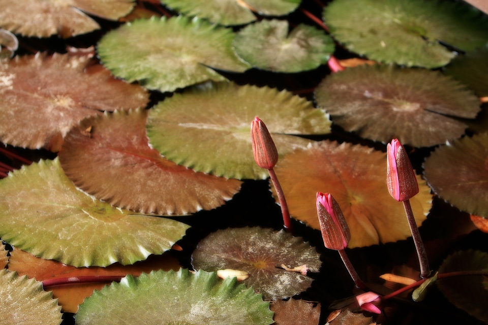 Pond plant water lily lotus