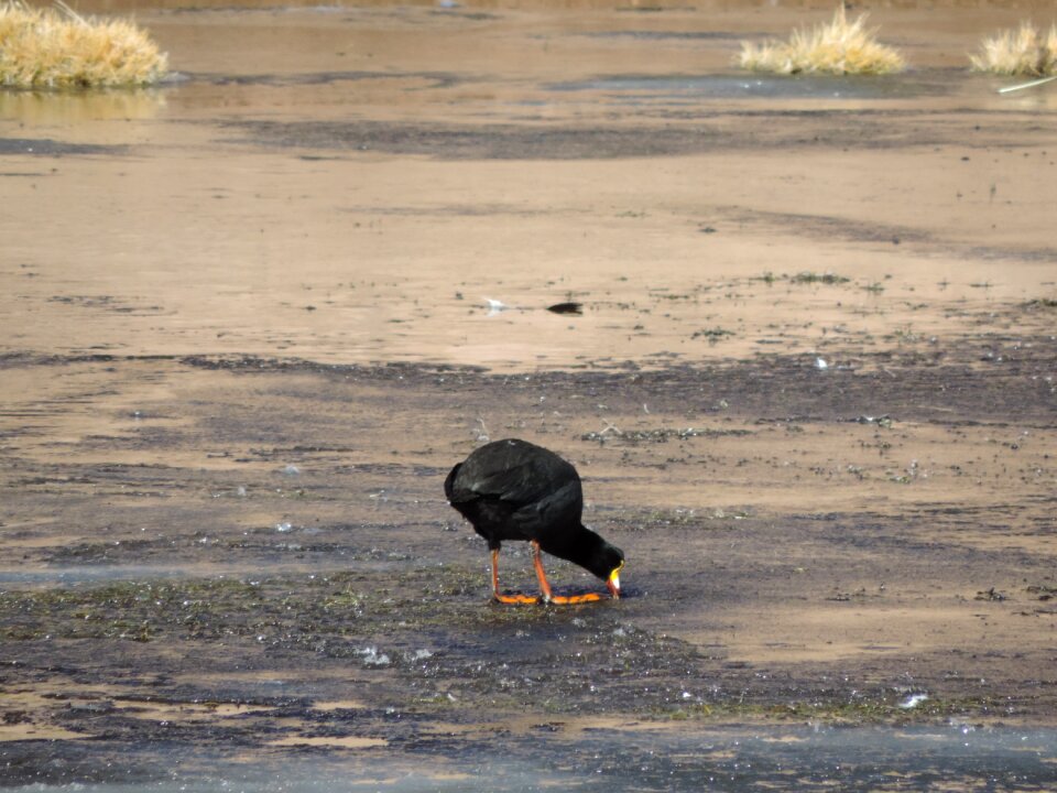Atacama desert bird