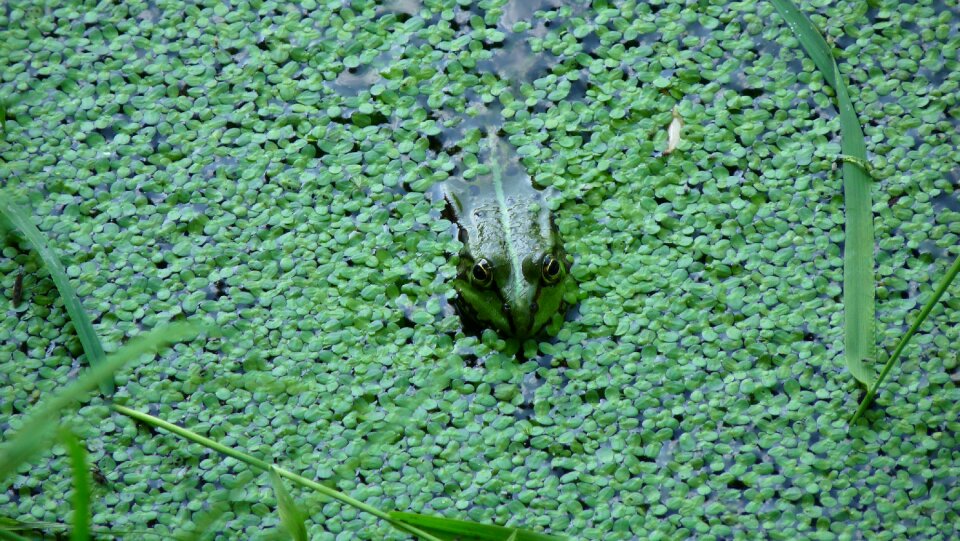 Toad frog pond water frog photo
