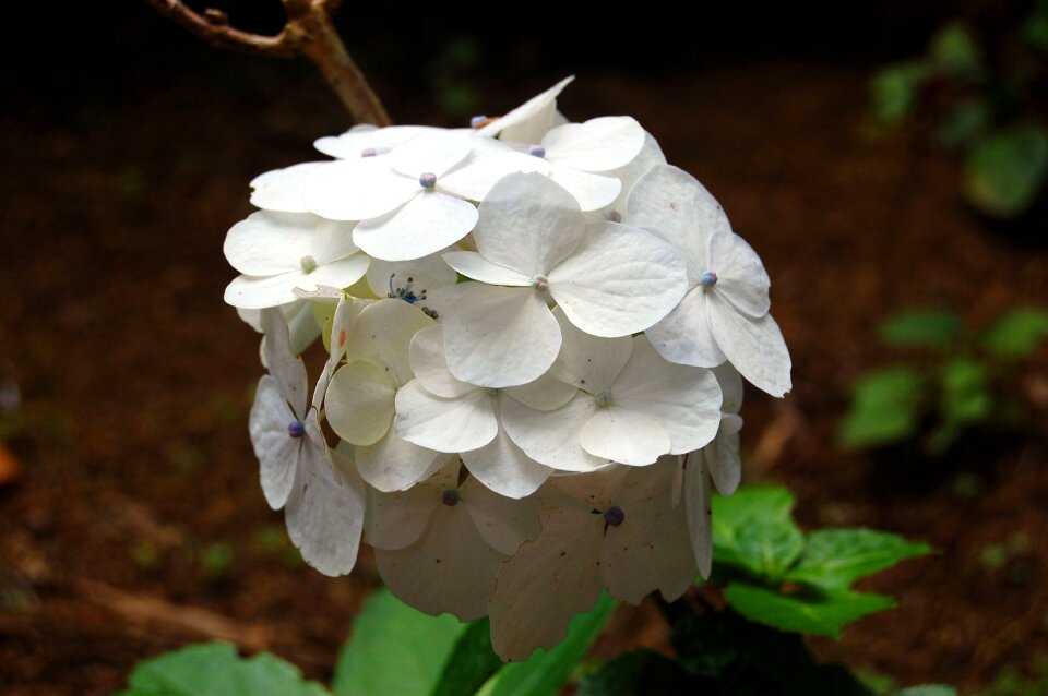 White flower flowers nature