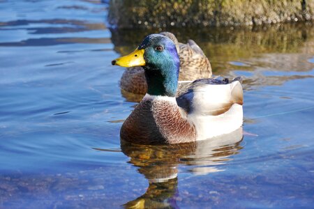 Mallard drake duck photo