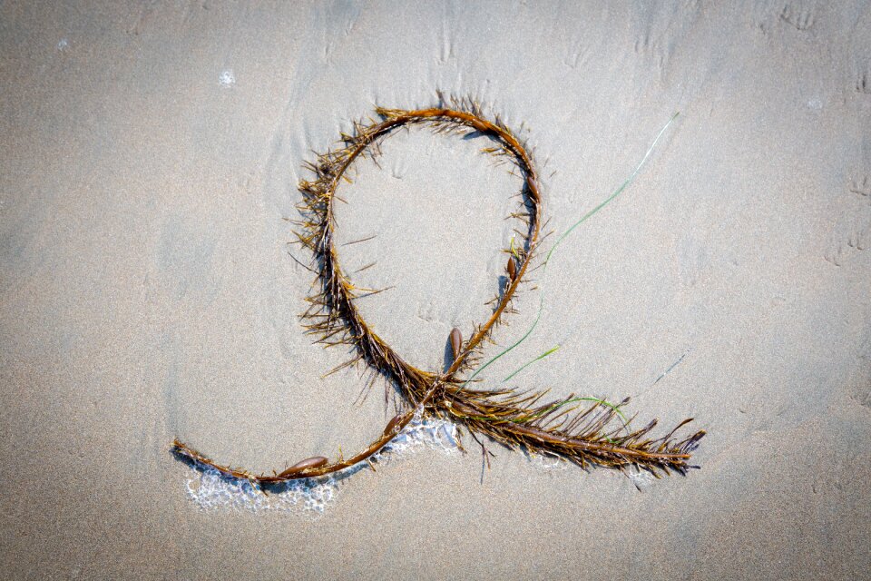 Beach nature plant