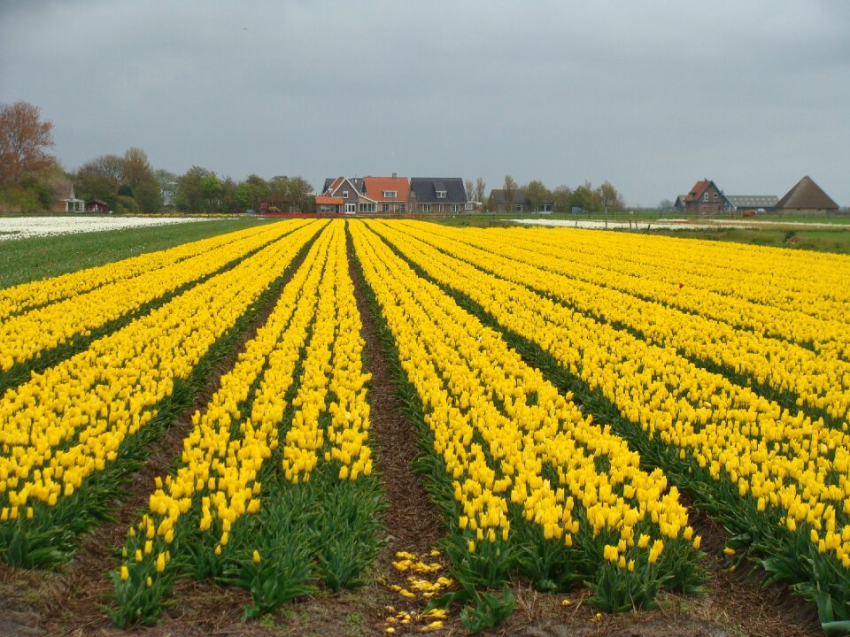 Bulb fields flowers spring
